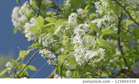 Blooming White Flowers Beautifully Against a Clear Blue Sky in the Open Outdoors 125664339