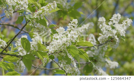 A Beautiful and Blossoming White Flowering Tree That Captivates in the Beautiful Spring A Beautiful and Blossoming White Flowering Tree That Captivates in the Beautiful Spring 125664347