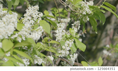 Blooming White Flowers with Lush and Vibrant Green Leaves in a Peaceful Natural Setting 125664351