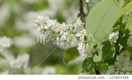 Delicate White Blooming Flowers on Branches Create a Beautiful Scene in Natures Embrace Delicate White Blooming Flowers on Branches Create a Beautiful Scene in Natures Embrace 125664366
