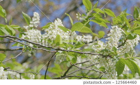 The Beautiful Blooming White Flowers in the Springtime Create a Vibrant Atmosphere The Beautiful Blooming White Flowers in the Springtime Create a Vibrant Atmosphere 125664460