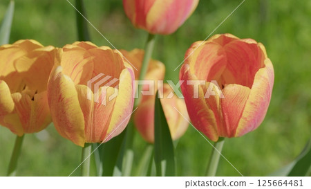 Vibrant and Colorful Spring Tulips in Full Bloom, Filling the Garden with Cheerful Beauty Vibrant and Colorful Spring Tulips in Full Bloom, Filling the Garden with Cheerful Beauty 125664481