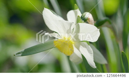 A Stunningly Beautiful White Daffodil Flower in Full Bloom at Springtime in the Lush Garden 125664496
