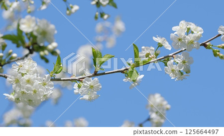 Blooming white flowers beautifully contrast with a clear and stunning blue sky above 125664497