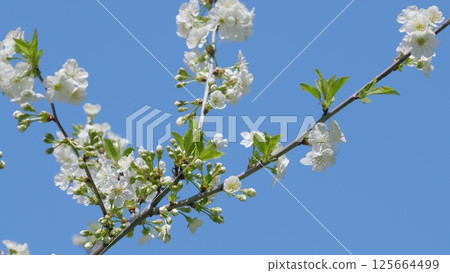 A Stunningly Vibrant White Cherry Blossom Branch Contrasted Against a Clear and Bright Blue Sky A Stunningly Vibrant White Cherry Blossom Branch Contrasted Against a Clear and Bright Blue Sky 125664499