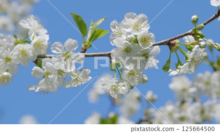 A Beautiful Branch of Blooming Cherry Blossoms Set Against a Clear Blue Sky Above A Beautiful Branch of Blooming Cherry Blossoms Set Against a Clear Blue Sky Above 125664500
