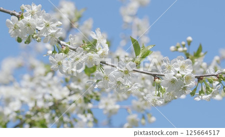 A Beautiful Blooming Cherry Blossom Branch Framed Against a Clear Blue Sky in Spring 125664517