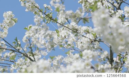 The Beautiful Blooming Cherry Blossom Branches Stand Out Against the Clear Blue Sky 125664568