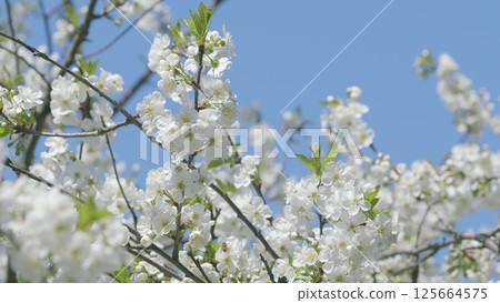 The Beautiful Blossoming Cherry Trees Under the Clear Blue Sky on a Fine Spring Day The Beautiful Blossoming Cherry Trees Under the Clear Blue Sky on a Fine Spring Day 125664575
