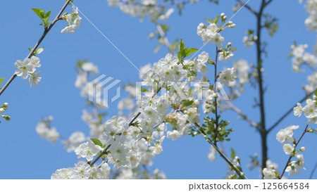 The cherry blossoms bloom vibrantly against a clear blue sky, showcasing natures elegance The cherry blossoms bloom vibrantly against a clear blue sky, showcasing natures elegance 125664584