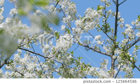 The Beautiful Blooming Cherry Blossom Branches Stand Out Vividly Against a Clear Blue Sky The Beautiful Blooming Cherry Blossom Branches Stand Out Vividly Against a Clear Blue Sky 125664586