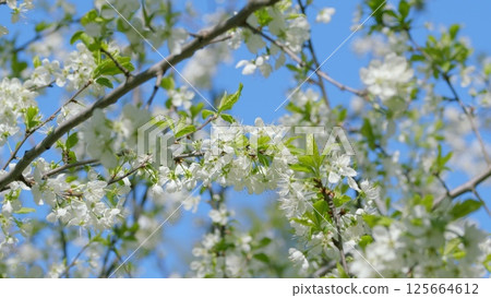 Blossoming White Flowers Beautifully Spread Against a Clear and Bright Blue Sky Above Blossoming White Flowers Beautifully Spread Against a Clear and Bright Blue Sky Above 125664612