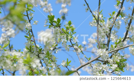 Delicate and Beautiful Blooming White Flowers Nestled Under the Clear Blue Sky Above Delicate and Beautiful Blooming White Flowers Nestled Under the Clear Blue Sky Above 125664613