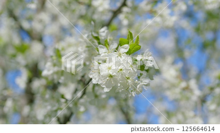 A stunningly beautiful White Blossom Tree in full bloom during the enchanting springtime season A stunningly beautiful White Blossom Tree in full bloom during the enchanting springtime season 125664614