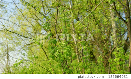 Lush Greenery in Early Spring A Vibrant and Refreshing Nature Scene Filled with Life Lush Greenery in Early Spring A Vibrant and Refreshing Nature Scene Filled with Life 125664981