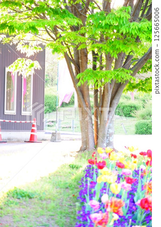 Tulips in Umami Hill Park, Nara Prefecture 125665006