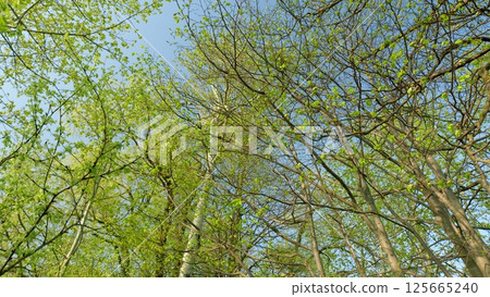 Beneath the Lush, Vibrant Green Canopy Soaring High Up Towards the Endless Sky Above 125665240