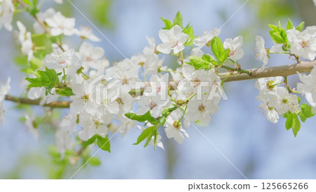 Stunning and Beautiful Cherry Blossom Branches Are in Full Bloom, Showcasing Natures Artistry 125665266