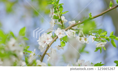 The Stunningly Beautiful Blossoming and Flourishing White Flowers That Bloom in Springtime 125665267