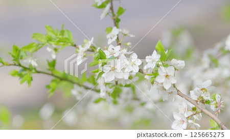 Delicate White Blossoms Gently Emerging on a Branch During the Beautiful Spring Season 125665275