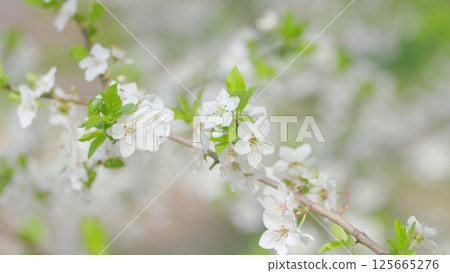 Delicate White Blossoms on Branches Showcased in Soft Focus for a Dreamy Effect and Beauty 125665276