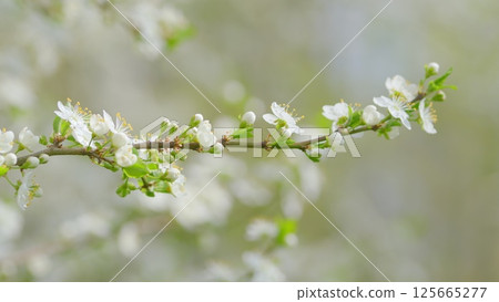 Delicate Spring Blossoms Gracefully Adorning the Branches of Trees in Natures Splendor 125665277