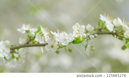 The Delicate White Blossom on a Branch in Springtime Offers a Beautiful Sight to Behold 125665278