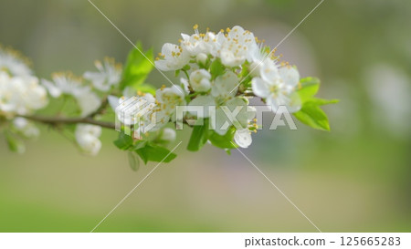 A Delicate White Flowering Branch in Full Bloom, Showcasing Natures Stunning Beauty 125665283