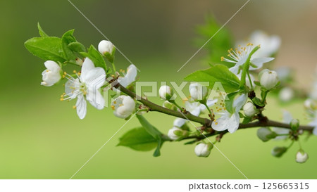 A Beautiful Blossoming Branch of White Flowers Accompanied by Fresh Green Leaves A Beautiful Blossoming Branch of White Flowers Accompanied by Fresh Green Leaves 125665315