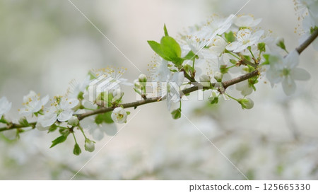 A Beautiful Delicate Cherry Blossom Branch Displaying Stunning Blooms in Full Bloom A Beautiful Delicate Cherry Blossom Branch Displaying Stunning Blooms in Full Bloom 125665330
