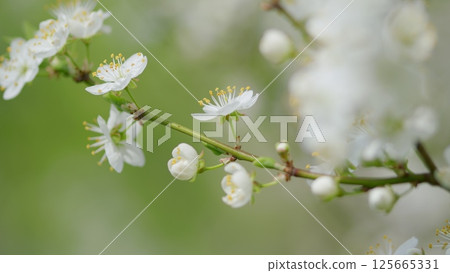 The Delicate and Beautiful Blossoms Gracefully Positioned on a Branch in Full Bloom The Delicate and Beautiful Blossoms Gracefully Positioned on a Branch in Full Bloom 125665331