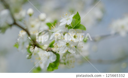 The Beautiful and Delicate Blossoming Branches of a Cherry Tree Covered in White Flowers The Beautiful and Delicate Blossoming Branches of a Cherry Tree Covered in White Flowers 125665332