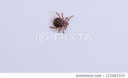 CloseUp Shots of a Tick Found on a Plain White Surface, Capturing Intricate Details 125665335