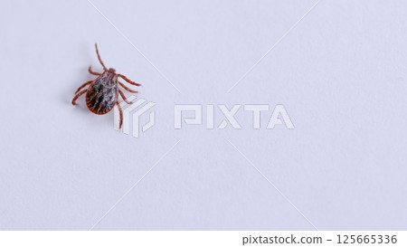 A highly detailed closeup image showcasing a tick that has been observed on a clean white surface 125665336