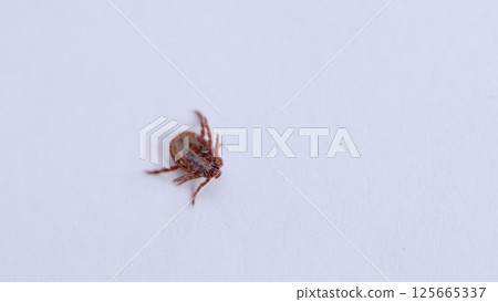 A Highly Detailed CloseUp Image of a Tick Resting on a Bright White Surface with Sharp Focus A Highly Detailed CloseUp Image of a Tick Resting on a Bright White Surface with Sharp Focus 125665337