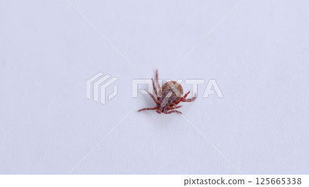 Detailed CloseUp Image of a Tick on a Pure White Background for Examination and Study 125665338