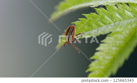 A CloseUp View of a Tick on a Leaf Situated within its Natural Habitat in Nature 125665343