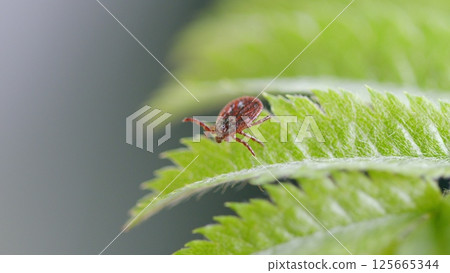 A CloseUp Image of a Tick Settled on a Leaf Found in the Beautiful Outdoors of Nature 125665344
