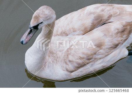 young swan swims in a pond. The swan is white, with a black beak.  125665468