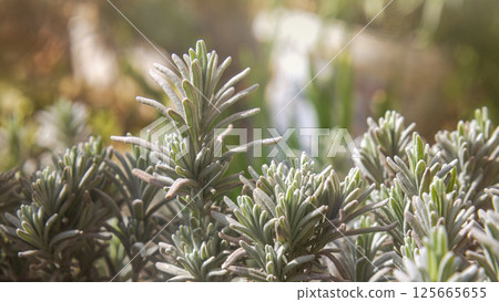 spring greenery in the morning light. Background photo, selective focus spring greenery in the morning light. Background photo, selective focus 125665655