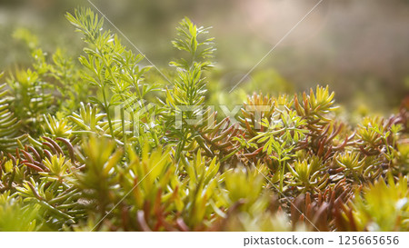 Green splendor of spring nature 125665656