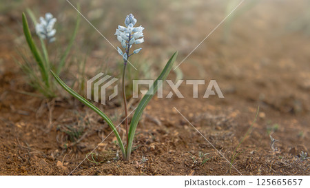 Hyacinthium officinale bloom. The quiet beauty of nature. Blurred natural background 125665657
