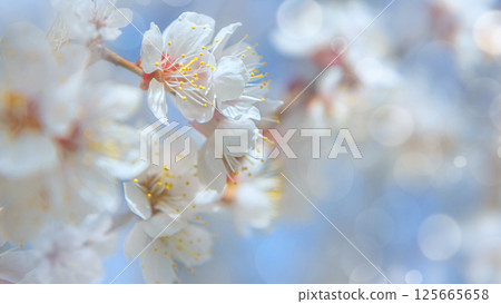 Cherry blossom close-up against blue sky. Spring mood. 125665658
