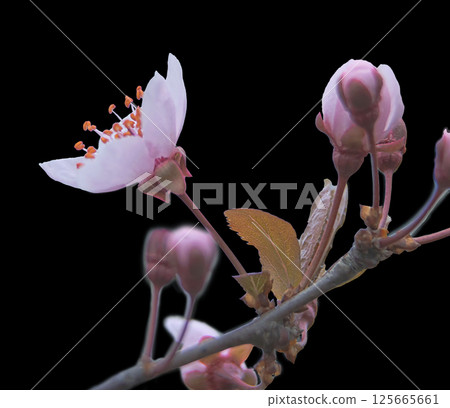 part of branch with defocused soft pink sakura flowers on black background 125665661