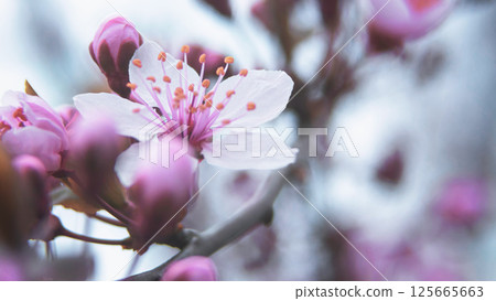 Sakura dawn, blossoming sakura branch on natural blurred background Sakura dawn, blossoming sakura branch on natural blurred background 125665663