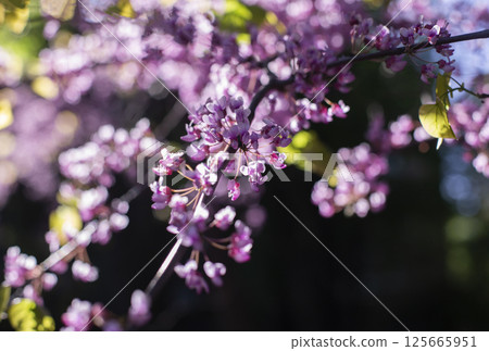 Close-up of blooming pink flowers on a tree branch in spring, with soft natural sunlight and a blurred background creating a dreamy bokeh effect Close-up of blooming pink flowers on a tree branch in spring, with soft natural sunlight and a blurred background creating a dreamy bokeh effect 125665951