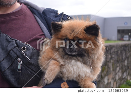 A man holds a Pomeranian Spitz in his arms in nature. The concept of love for a pet, caring for it 125665989