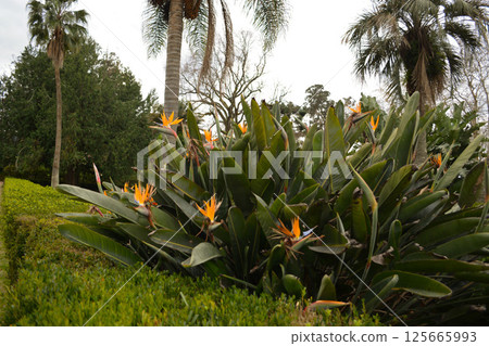 Palm trees and tropical plants in the courtyard garden of the botanical garden of Vigo, Spain. The concept of tourism, visiting iconic places 125665993
