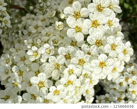 White flowers of a blossoming bush in the spring garden White flowers of a blossoming bush in the spring garden 125666036