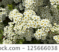 White flowers of a blossoming bush in the spring garden 125666038